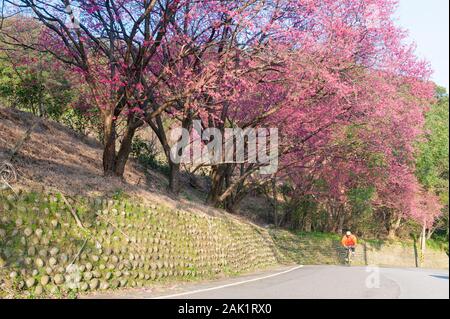 Ein Berg Straße voller Sakura, Radfahrer über Fahrt Stockfoto
