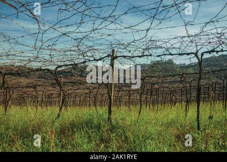 Landschaft mit Stämme und Äste von Blattlosen Weinreben in einem Weinberg in der Nähe von Bento Gonçalves. Ein Wein produzierenden Land Stadt im Süden Brasiliens. Stockfoto