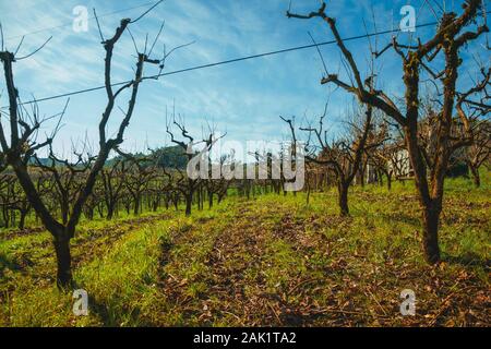 Landschaft mit Stämme und Äste von Blattlosen Weinreben in einem Weinberg in der Nähe von Bento Gonçalves. Ein Wein produzierenden Land Stadt im Süden Brasiliens. Stockfoto