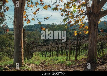 Niederlassungen der Blattlosen Weinreben mit Plane Tree trunks in einem Weinberg in der Nähe von Bento Goncalves. Ein Wein produzierenden Land Stadt im Süden Brasiliens. Stockfoto