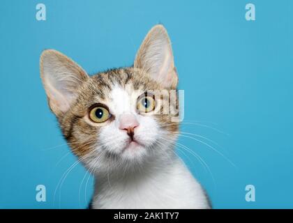Porträt einer weiß und tan tabby Kitten nach oben und leicht an die Zuschauer auf der Suche nach rechts mit weit aufgerissenen Augen die Neugier. Blauer Hintergrund mit kopieren. Stockfoto
