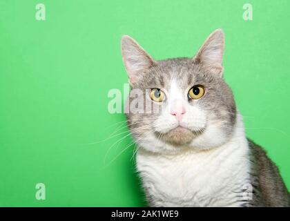 Portrait von eine entzückende weiße und graue Katze mit runden große Gesicht direkt auf Viewer. Grüner Hintergrund mit kopieren. Stockfoto
