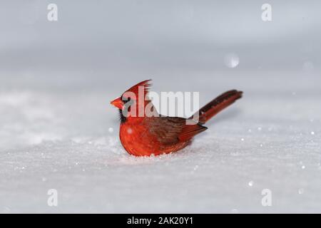 Männliche Kardinal sitzen im Schnee. Stockfoto