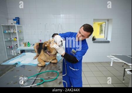 An das Veterinäramt. Tierarzt vetting streunenden Hund liegend auf der Med. Oktober 4, 2019. Städtische Tierheim. Borodyanka, Ukraine Stockfoto