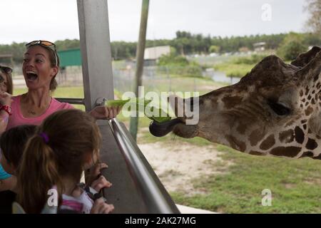 Eine weibliche Lion Country Safari-Gastin reagiert mit freudiger Aufregung, als eine hungrige Giraffe ihr mit der Zunge ein frisches Stück Salat abschnappt. Stockfoto