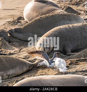 (Mirounga leonina angustirostris) Szene aus dem Northern Elephant Seal rookery an Piedras Blancas, Central Coast Kalifornien Stockfoto