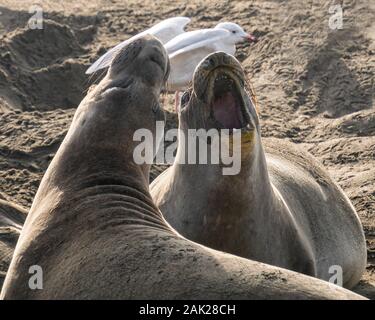 (Mirounga leonina angustirostris) Szene aus dem Northern Elephant Seal rookery an Piedras Blancas, Central Coast Kalifornien Stockfoto