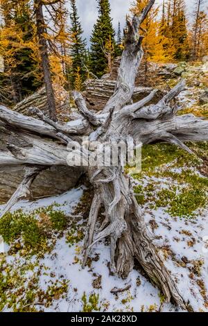 Blick auf See McArthur Trail, einschließlich Golden Lake Lärchen Larix lyallii, im September im Yoho National Park, British Columbia, Kanada Stockfoto