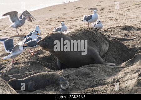 (Mirounga leonina angustirostris) Szene aus dem Northern Elephant Seal rookery an Piedras Blancas, Central Coast Kalifornien Stockfoto