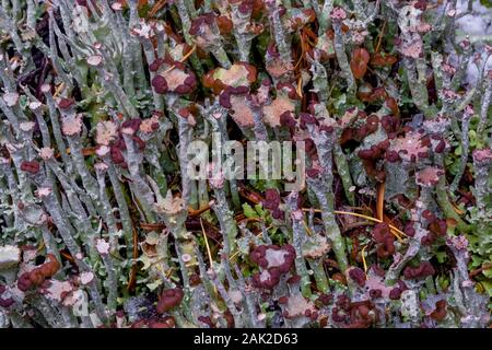 Cladonia cup Flechten an See McArthur Trail in einem subalpinen Wald im September im Yoho National Park, British Columbia, Kanada Stockfoto