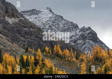 Alpine Lärchen Larix lyallii, goldenen Herbst Farbe mit Odaray Berg im September im Yoho National Park, British Columbia, Kanada Stockfoto