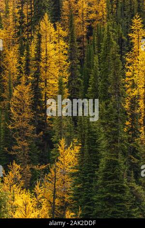 Alpine Lärchen Larix lyallii, goldenen Herbst Farbe, mit Engelmann Fichte, Picea engelmannii, im September im Yoho National Park, British Columbi Stockfoto