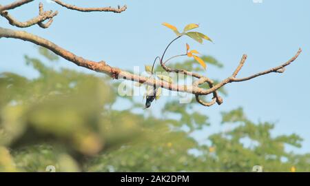 Akrobatische Leistung eines Jugendlichen eclipse Gefieder lila Sunbird (cinniyris asiaticus), Sundarbans Wald in West Bengal, Indien Stockfoto