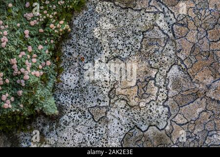 Karte Flechten und Fairy Upchuck Flechten, Icmadophila ericetorum, wachsen auf den Felsen entlang des Weges zu Linda See Lake O'Hara im September im Yoho Natio Stockfoto