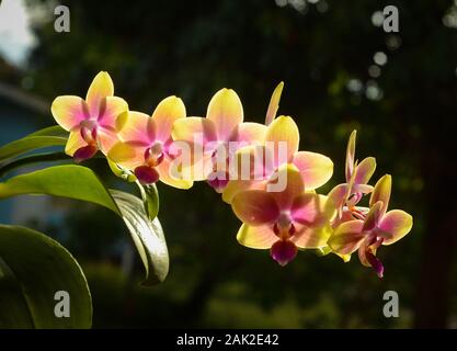 Schöne und bunte Indonesischen Orchidee mit bokeh Hintergrund. Stockfoto