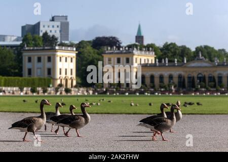 Deutschland Greylag Gans Walk in Karls-Aue Park, Kassel, Hessen, Deutschland Wildtiere Stockfoto