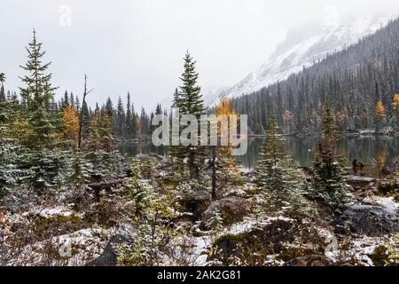 Verschneiten Tag im September Morning Glory Seen in der Nähe von Lake O'Hara im Yoho National Park, British Columbia, Kanada Stockfoto