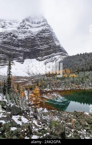 Morning Glory Seen mit Odaray Berg im September im Yoho National Park, British Columbia, Kanada Stockfoto