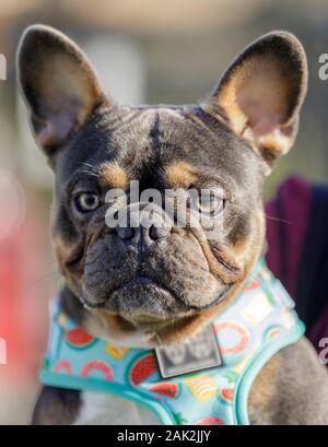 Blau und Tan Französische Bulldogge männlichen closeup Stockfoto