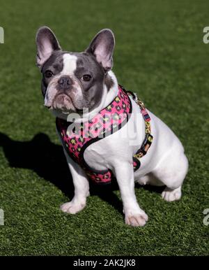 Piebald Französische Bulldogge saßen und an Kamera Stockfoto