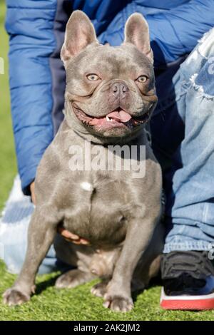 Blaue Französische Bulldogge sitzen und wird von seinem Besitzer gehalten Stockfoto