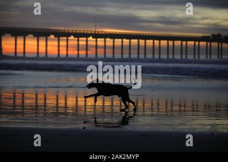 San Diego, Kalifornien, USA. 20 Dez, 2019. Ein Hund läuft auf dem Strand bei Sonnenuntergang in der Nähe des Scripps Instituts für Ozeanographie Pier in La Jolla. Credit: KC Alfred/ZUMA Draht/Alamy leben Nachrichten Stockfoto