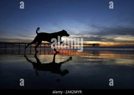 Dezember 20, 2019, San Diego, Kalifornien, USA: Ein Hund läuft auf dem Strand bei Sonnenuntergang in der Nähe des Scripps Instituts für Ozeanographie Pier in La Jolla. (Bild: © KC Alfred/ZUMA Draht) Stockfoto