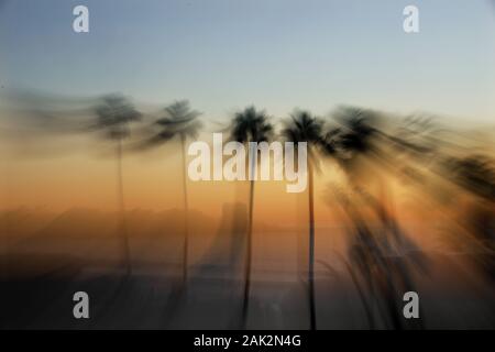 San Diego, Kalifornien, USA. 31 Dez, 2019. Palmen säumen die La Jolla Küste bei Sonnenuntergang. Credit: KC Alfred/ZUMA Draht/Alamy leben Nachrichten Stockfoto