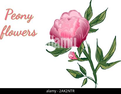 Hand Pfingstrose gezeichnet. Pfingstrose im flachen Stil auf weißem Hintergrund. Stock Vektor