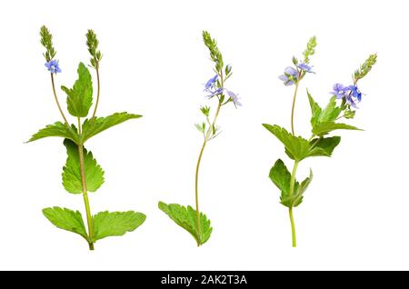 Satz von Veronica chamaedrys Blüten, Knospen und Blätter isoliert auf weißem Stockfoto