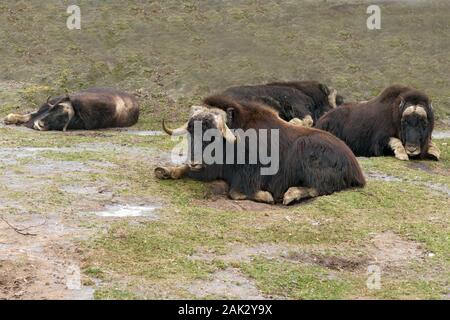 Die muskox (Ovibos moschatus, der auch manchmal in der Schreibweise Moschusochse und Moschusochsen) ist ein Rest auf dem grünen Rasen. Moschusochse im Moskauer Zoo Stockfoto