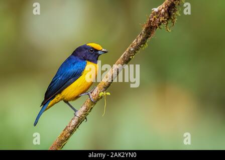 Orange-bellied Euphonia - Euphonia xanthogaster, schöne kleine Fink von der westlichen Anden Pisten, Mindo, Ecuador. Stockfoto