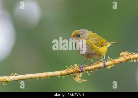 Orange-bellied Euphonia - Euphonia xanthogaster, schöne kleine Fink von der westlichen Anden Pisten, Mindo, Ecuador. Stockfoto