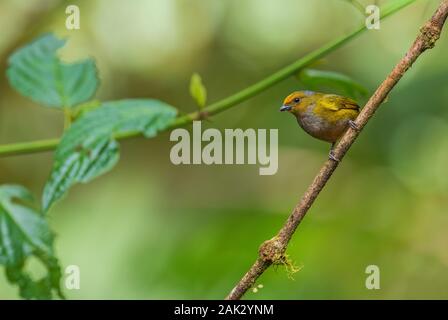 Orange-bellied Euphonia - Euphonia xanthogaster, schöne kleine Fink von der westlichen Anden Pisten, Mindo, Ecuador. Stockfoto