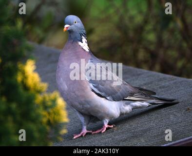 Woodpigeon auf der Suche nach Nahrung im Winter im städtischen Haus Garten. Stockfoto