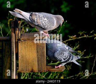 Verwilderte Tauben kämpfen für Erdnüsse aus Eichhörnchen, in städtischen Haus Garten. Stockfoto