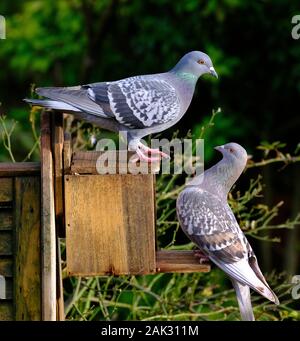 Verwilderte Tauben kämpfen für Erdnüsse aus Eichhörnchen, in städtischen Haus Garten. Stockfoto