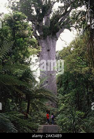 Der Tane Mahuta ist die älteste Kauri Baum des Landes. Der Kauri Baum von Neuseeland ist eine Art Nadelbaum und ist die größte einheimische Art der Baum in N Stockfoto