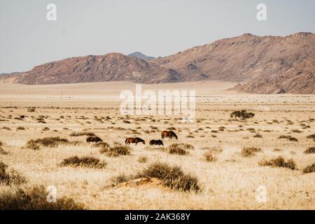 Wilde Pferde auf der Suche nach Wasser, um das Roaming in Namibia Stockfoto