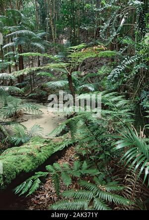 Blick auf den subtropischen Regenwald auf Fraser Island in Queensland, Australien. Seit 1991 Fraser Island als UNESCO-Weltnaturerbe registriert Stockfoto