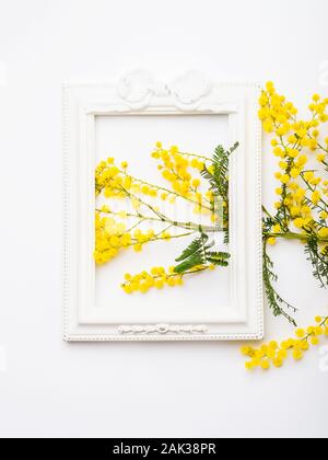 Yellow mimosa Blumen auf weißem Hintergrund im Rahmen Stockfoto