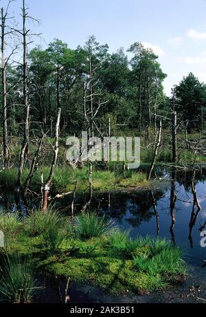 Tote Bäume Webstuhl aus dem Pietzmoor bei Schneverdingen in der Lüneburger Heide. Die Lüneburger Heide ist eine Region in Niedersachsen im N Stockfoto