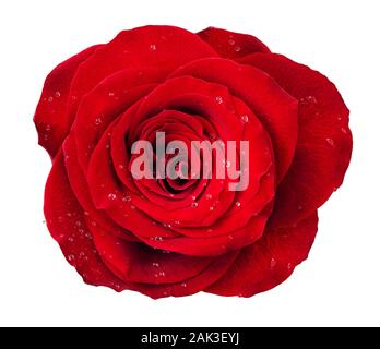 Red rose flower Rosette mit Tropfen Wasser isoliert auf Weiss. Ansicht von oben. Stockfoto