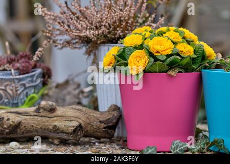 Der Frühling in der Stadt: Einige schöne Blumen in bunte Blumentöpfe blühen in einem Garten in Deutschland Stockfoto