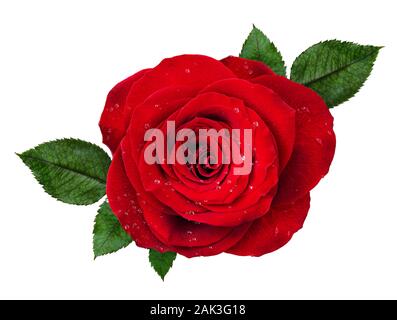 Red rose flower Rosette mit Wassertropfen und Blätter isoliert auf Weiss. Ansicht von oben. Stockfoto