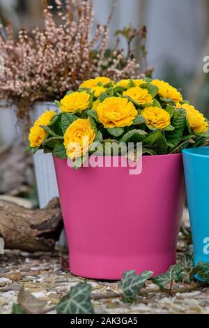 Der Frühling in der Stadt: Einige schöne Blumen in bunte Blumentöpfe blühen in einem Garten in Deutschland Stockfoto