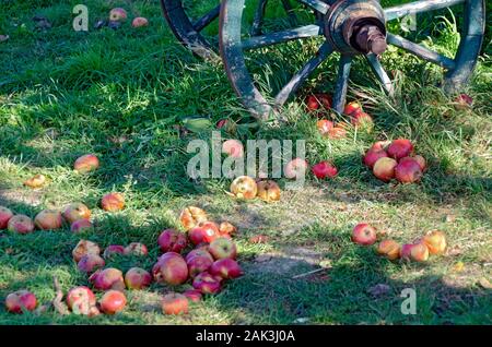 Teilweise verfaulten bunten Äpfel fallen von einem Baum im grünen Gras liegend, bevor eine Alte hölzerne Rad Stockfoto