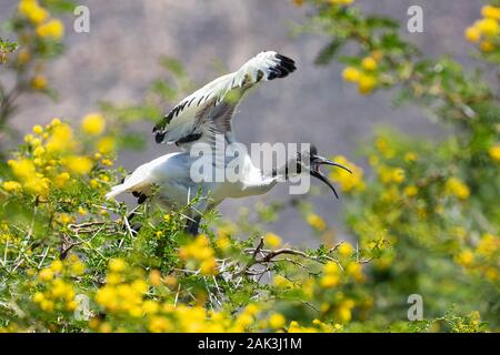 Afrikanische Heilige Ibis (Threskiornis aethiopicus), Leidam, Montagu, Boland, Western Cape, Südafrika. Junge übt seine Flügel im Fieber Baum (ACA Stockfoto