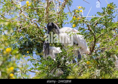 Afrikanische Heilige Ibis (Threskiornis aethiopicus), Leidam, Montagu, Boland, Western Cape, Südafrika. Nestlinge im Nest in Akazie von tho geschützt Stockfoto