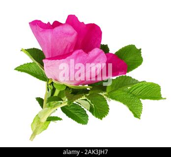 Hund - Rose Blume und Blätter isoliert auf weißem Stockfoto
